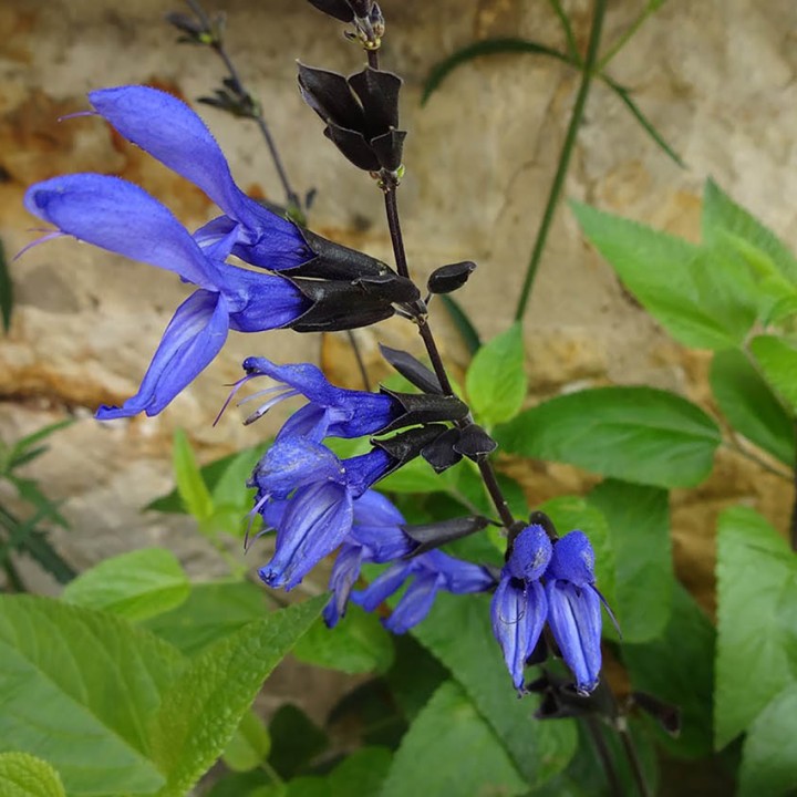 Salvia 'Black and Blue' at Wisteria